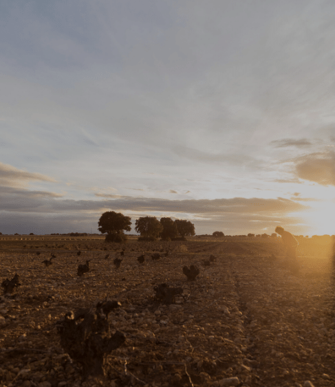 Bodegas Alcardet Toledo