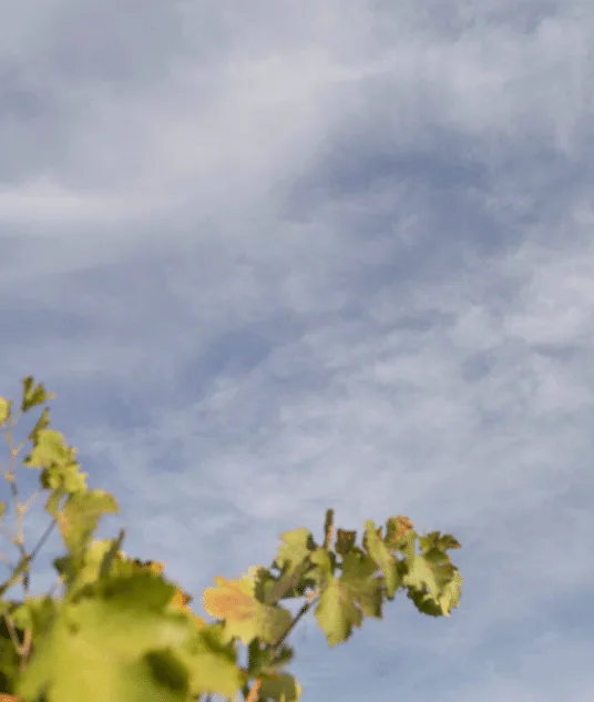 Best Wine Cellars in Toledo