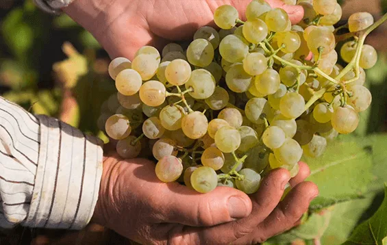 Best vineyards in Toledo